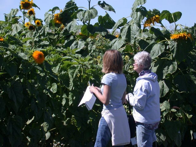 Field Day Sunflower