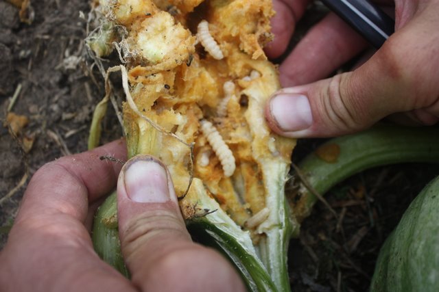 Squash Vine Borer larvae