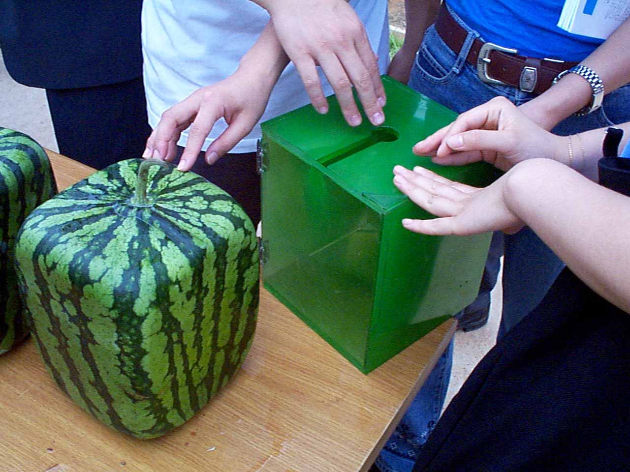Square watermelon