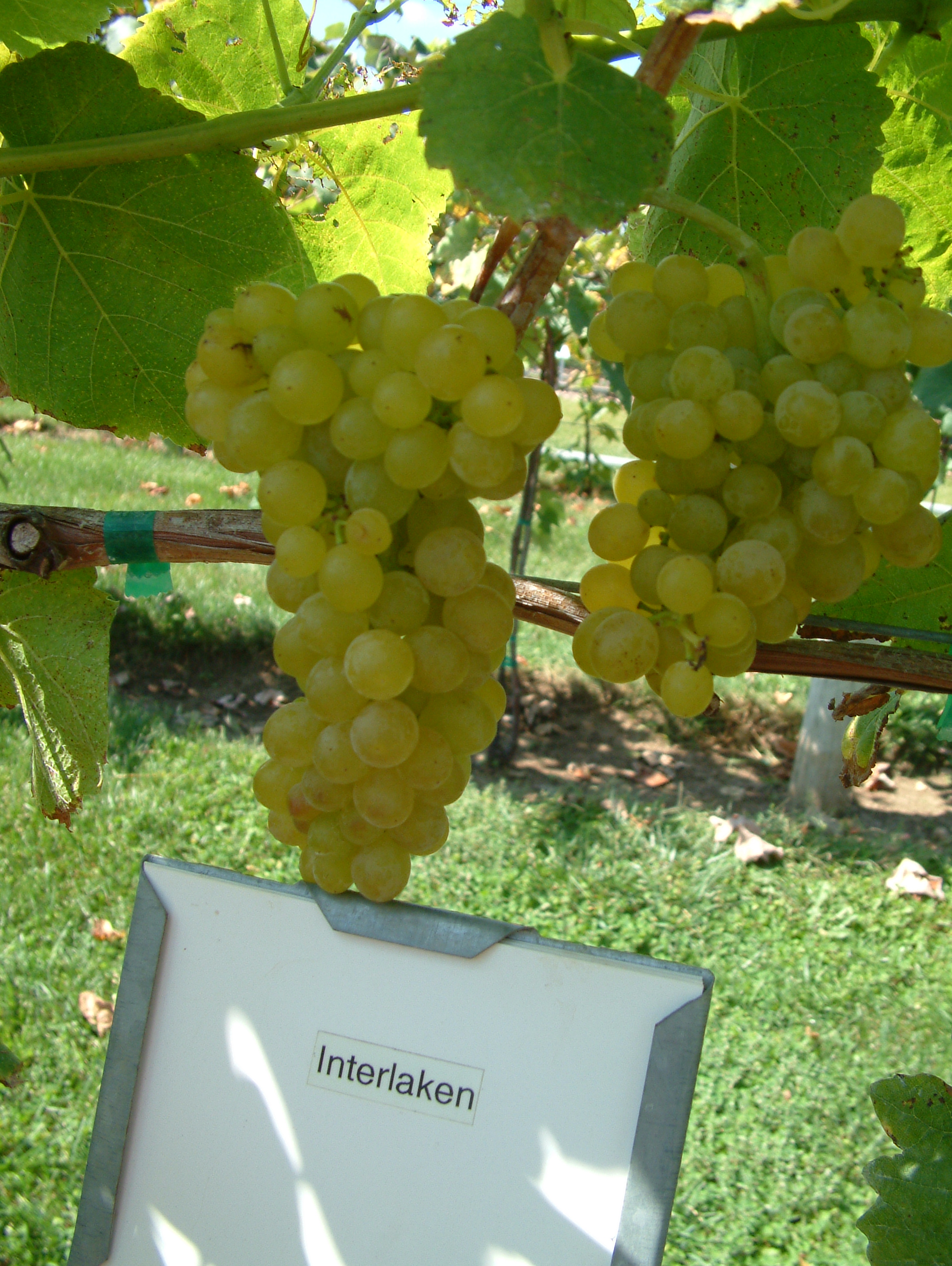 Interlaken - White Seedless Table Grape
