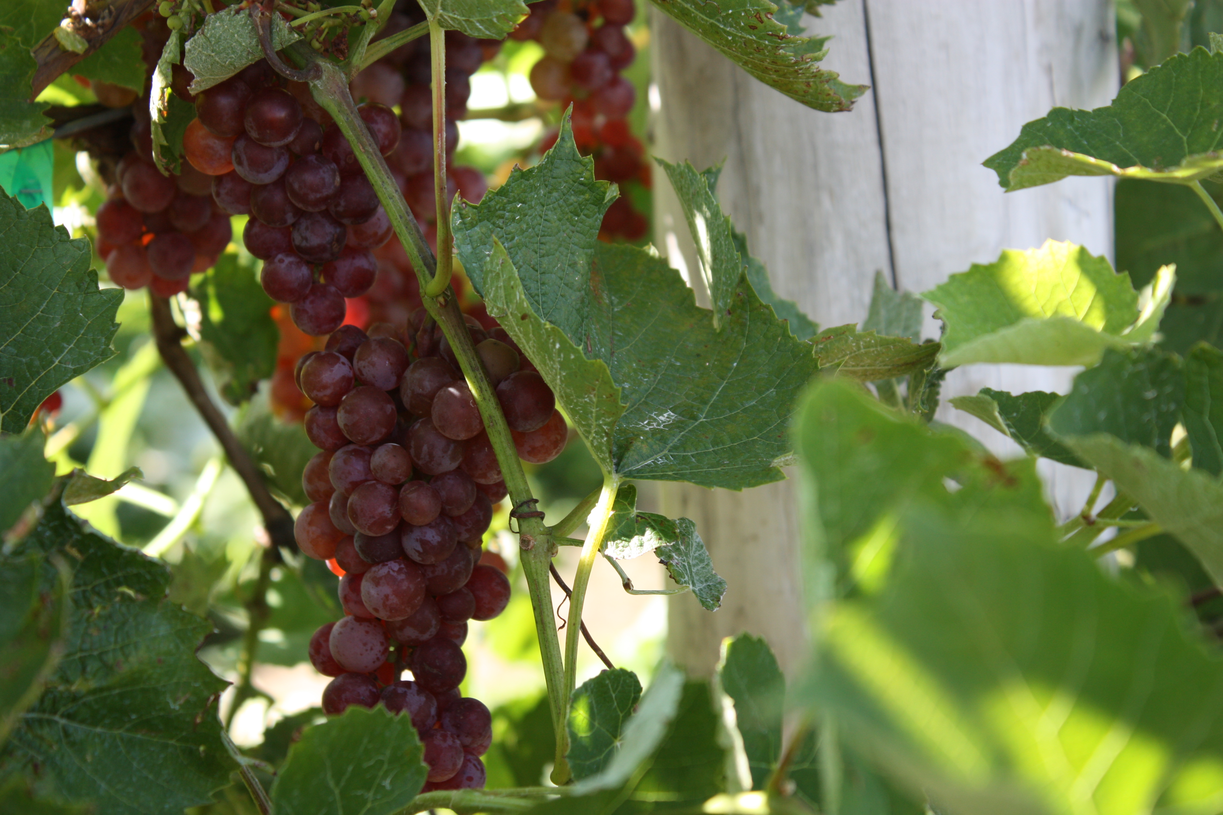 Somerset Seedless Table Grapes