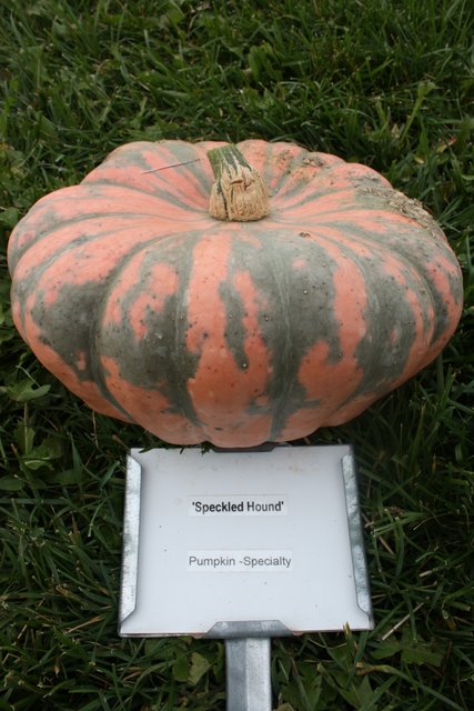 'Speckled Hound'  Winter Squash