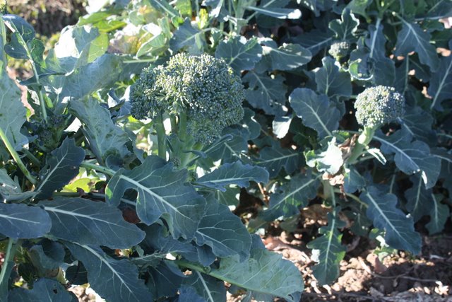 Broccoli 'Diplomat'