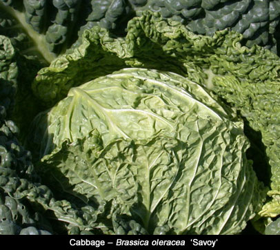 Savoy Cabbage