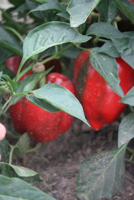 Odessa Market - Sweet Pepper