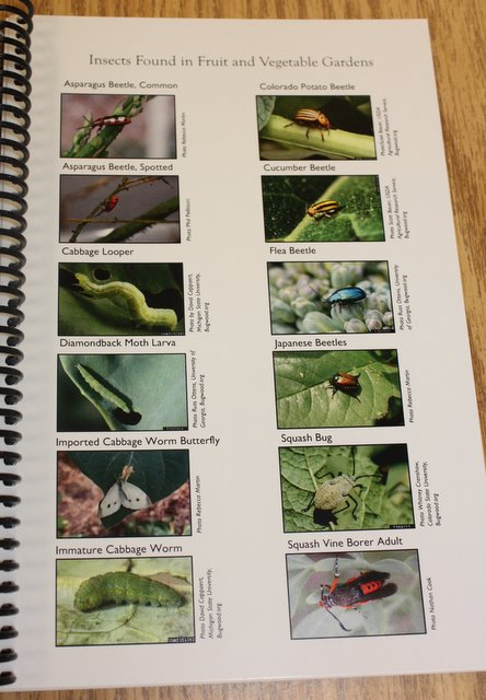 Insect Introductory Page