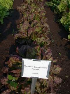 Lettuce