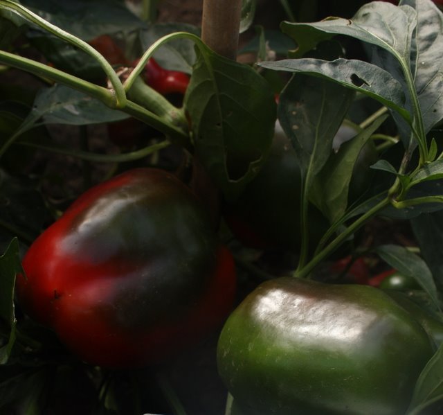 Wisconsin Lakes - Sweet Pepper