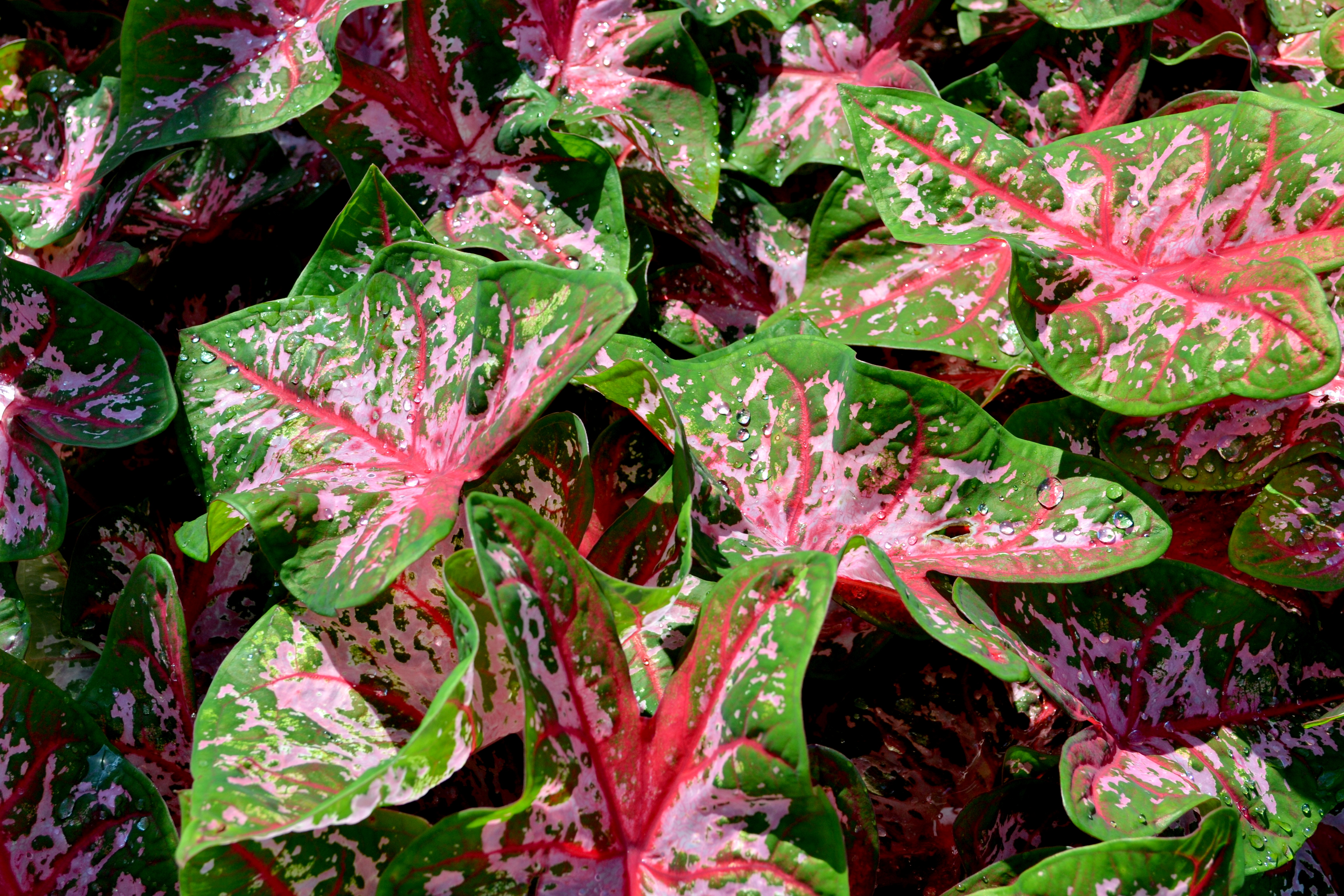 Caladium Caladium