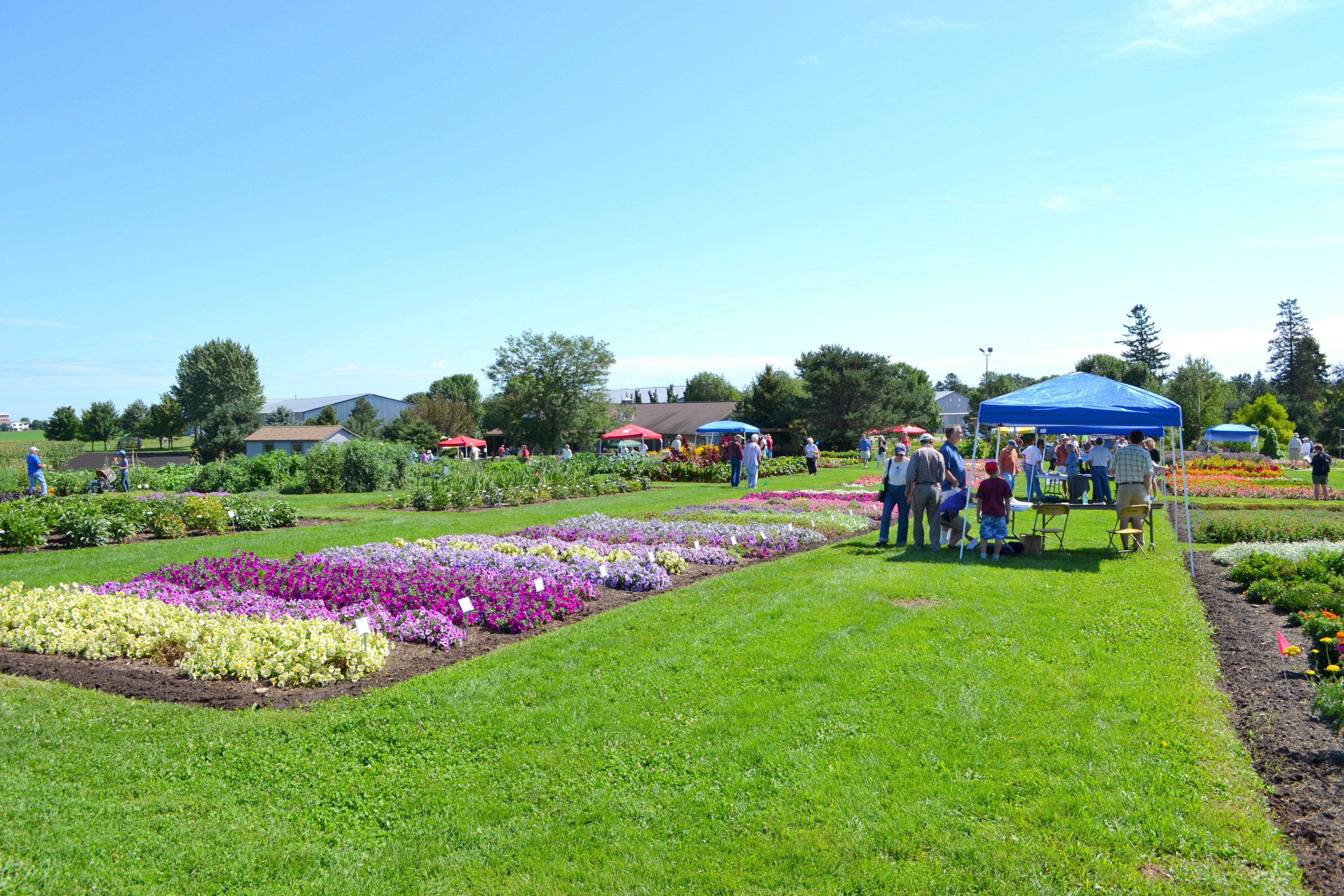 Petunia Beds Petunia Beds