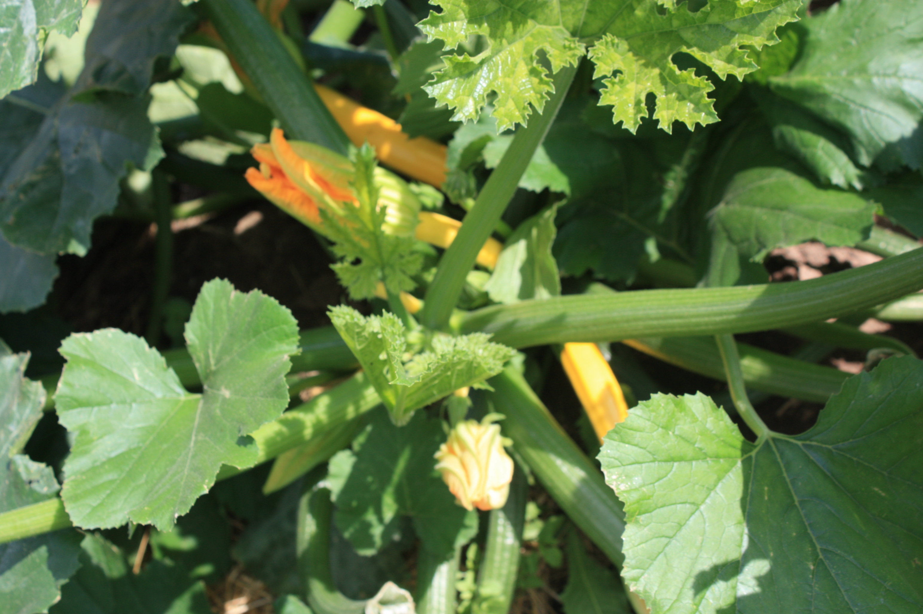 New summer squash