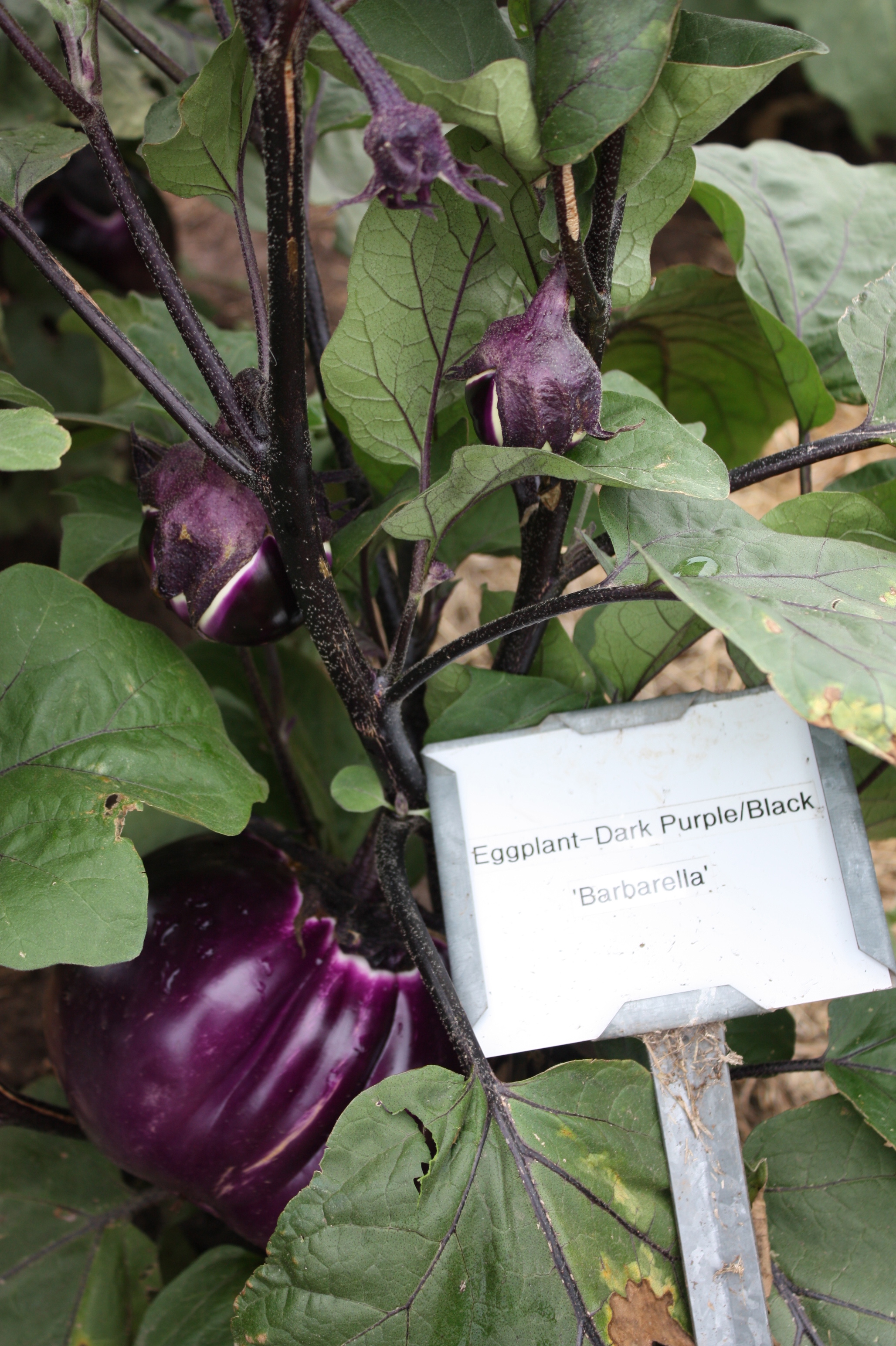 Eggplant