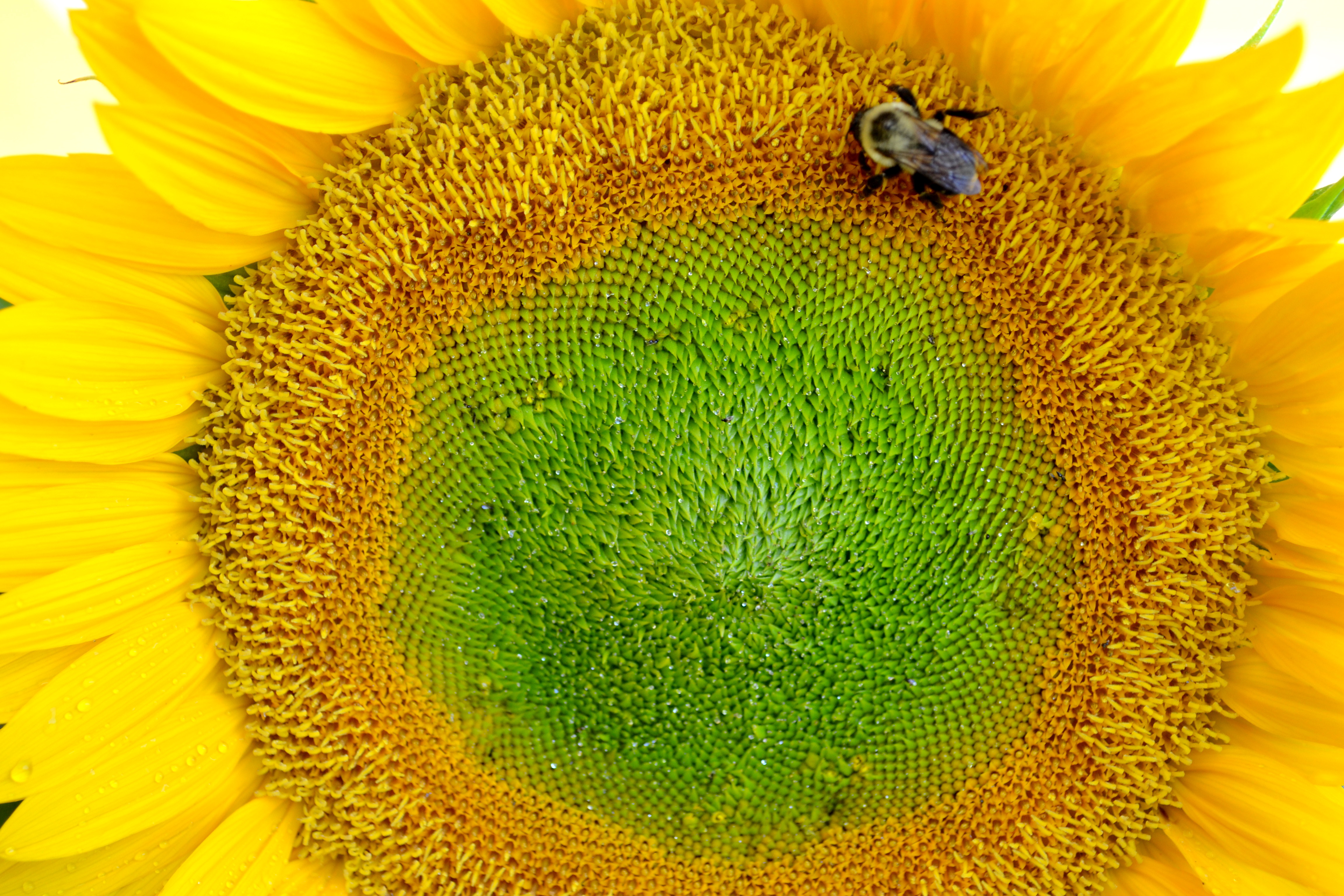 Sunflower with Bee Sunflower with Bee