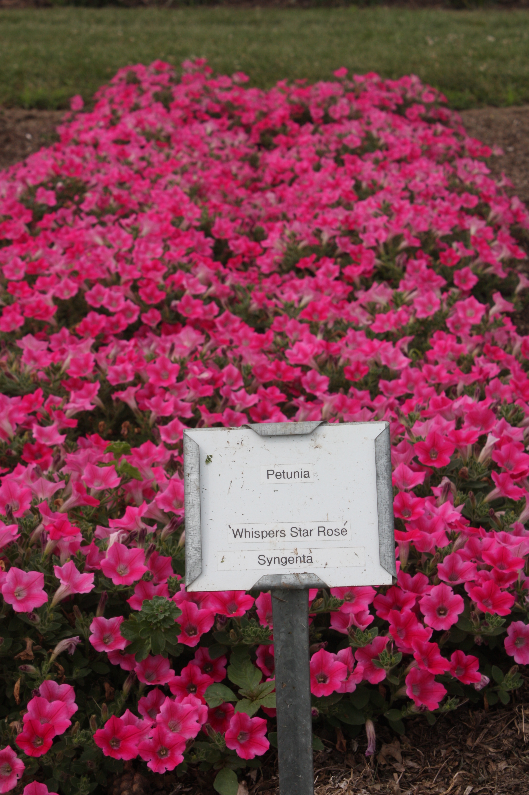 Whisper Star Rose - Petunia