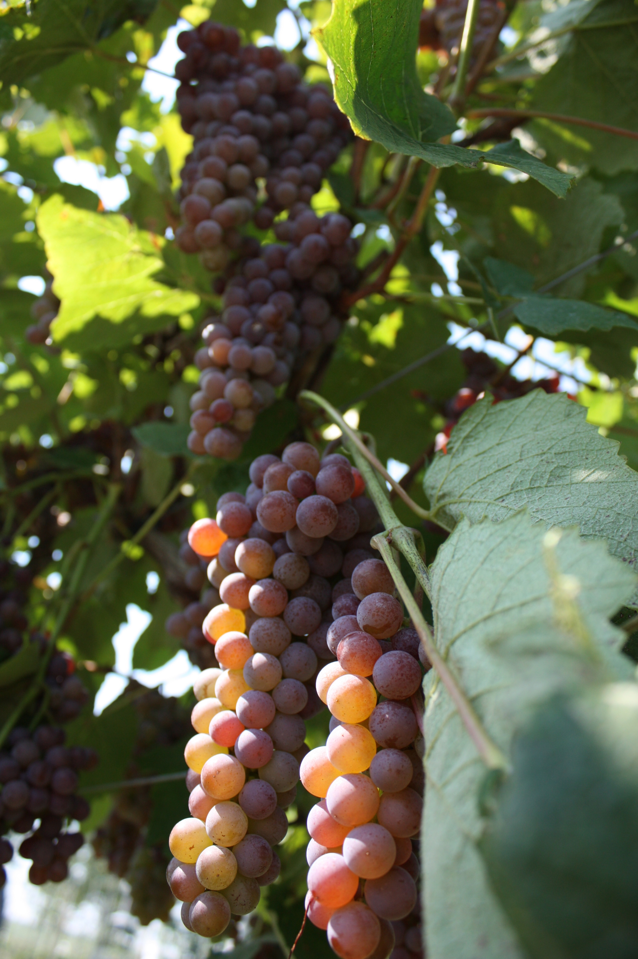 Canadice - Seedless Table Grape