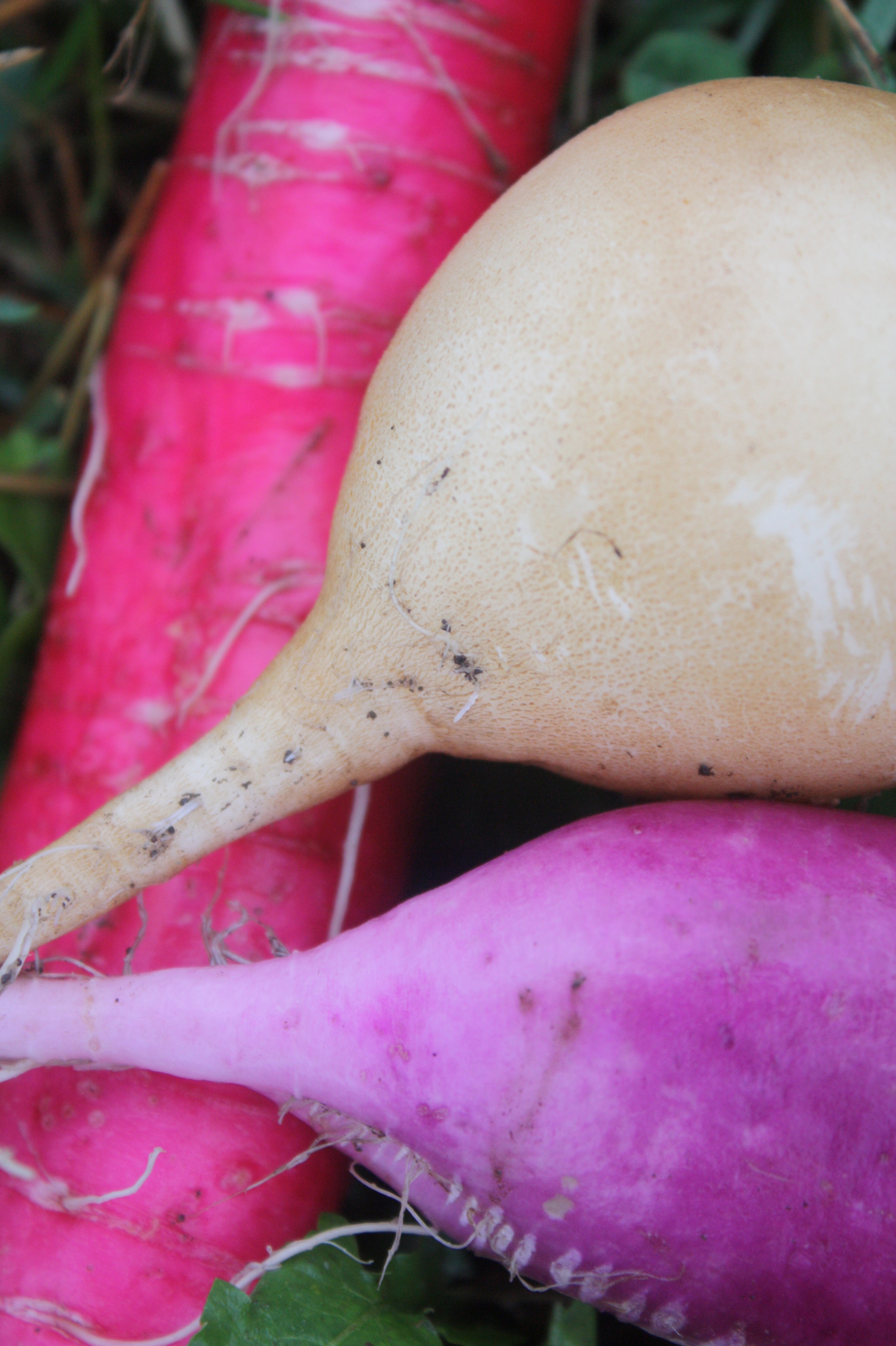 Radishes